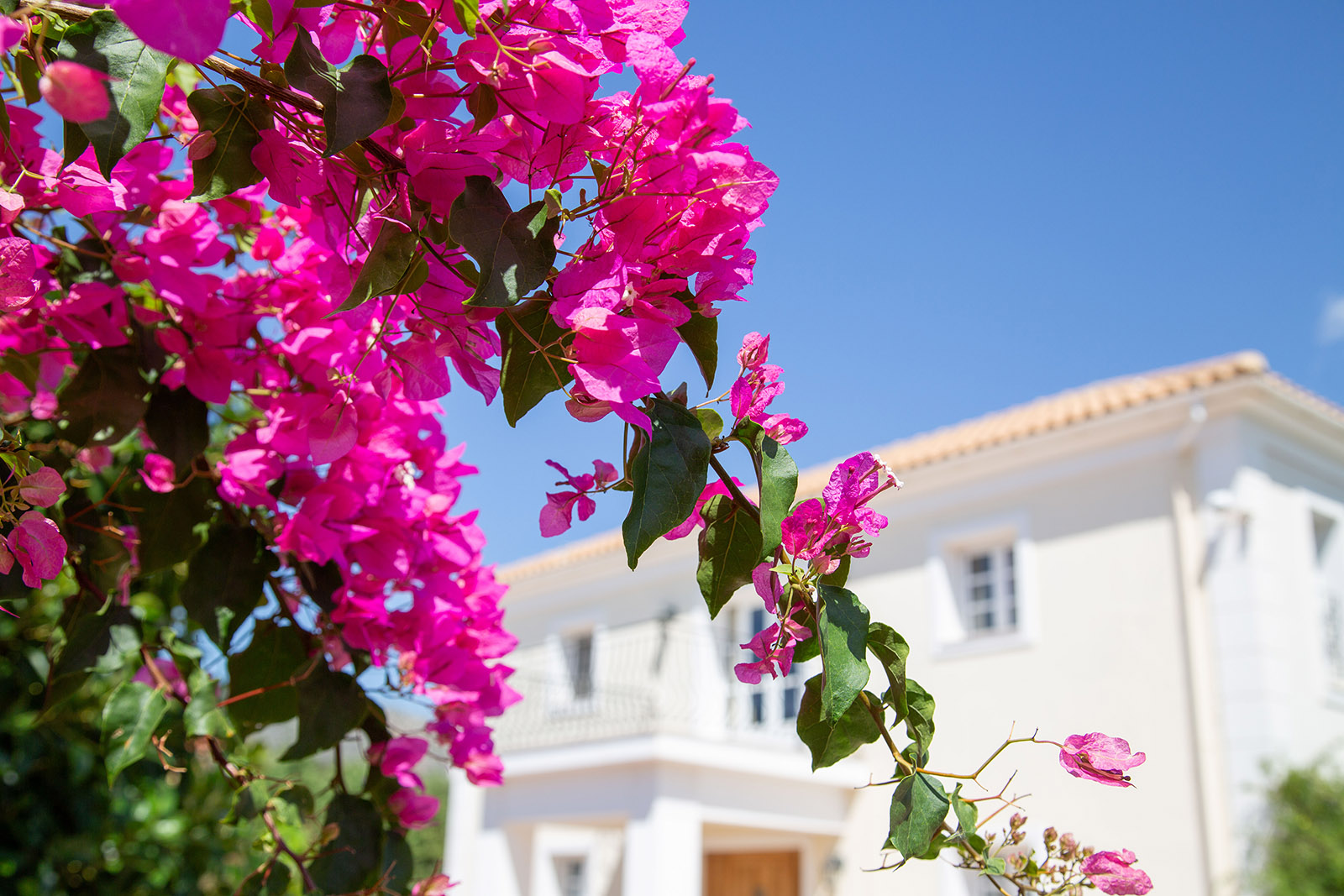 villa-loukia-front-view1 pretty flowers at Villa Loukia, Kefalonia