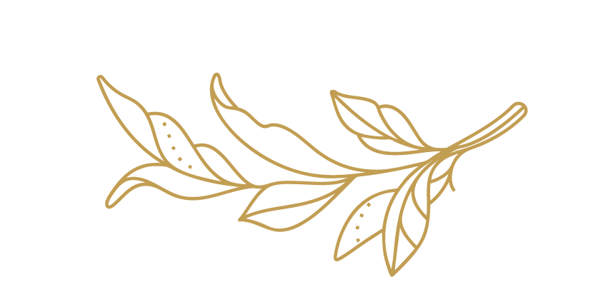Olive branch at Villa Loukia, Kefalonia, Greece